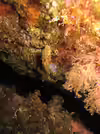 Pagurus anachoretus