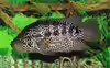 Parachromis managuensis