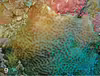 Pavona bipartita
