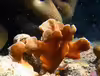 Pavona cactus