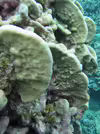 Pavona duerdeni