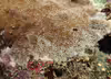 Pavona explanulata