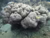 Pavona gigantea