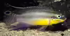 Pelvicachromis kribensis