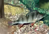 Perca fluviatilis