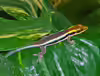 Phelsuma klemmeri