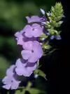 Phlox maculata