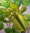 Phyllium bioculatum