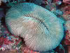 Pleuractis gravis
