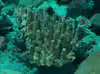 Pocillopora grandis