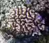 Pocillopora ligulata