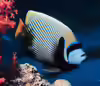 Pomacanthus imperator