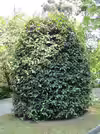 Prunus lusitanica