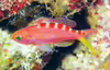 Pseudanthias flavoguttatus