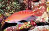 Pseudanthias lori