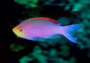 Pseudanthias tuka