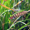 Pterogobius elapoides