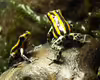 Ranitomeya lamasi
