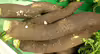 Raphanus sativus var. niger