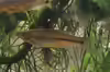 Rasbora paviana
