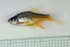 Rasbora vaterifloris