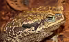 Rhinella schneideri