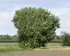 Salix caprea