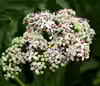Sambucus ebulus