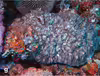 Sandalolitha dentata