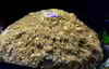 Sandalolitha robusta