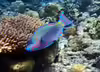 Scarus psittacus
