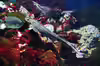 Scyliorhinus canicula