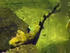Scyliorhinus torazame