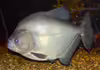 Serrasalmus rhombeus