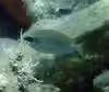 Siganus luridus