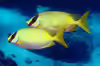 Siganus puellus