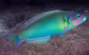 Thalassoma genivittatum