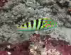 Thalassoma hardwicke