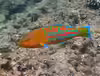 Thalassoma trilobatum