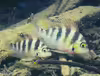 Thorichthys helleri