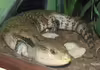 Tiliqua gigas