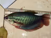 Trichogaster pectoralis