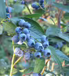 Vaccinium corymbosum