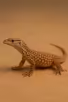 Varanus pilbarensis