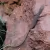Varanus tristis tristis