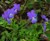 Viola cornuta