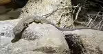 Acanthodactylus boskianus im Terrarium halten (Einrichtungsbeispiele für Afrikanischer Fransenfinger) Acanthodactylus boskianus im Terrarium halten (Einrichtungsbeispiele für Afrikanischer Fransenfinger)