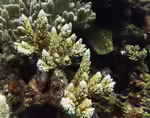 Acropora listeri im Aquarium halten (Einrichtungsbeispiele für Kleinpolypige Steinkoralle)
