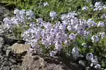 Aethionema armenum im Garten pflanzen (Einrichtungsbeispiele mit Steintäschel)
