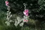 Alcea rosea im Garten pflanzen (Einrichtungsbeispiele mit Gewöhnliche Stockrose) Alcea rosea im Garten pflanzen (Einrichtungsbeispiele mit Gewöhnliche Stockrose)